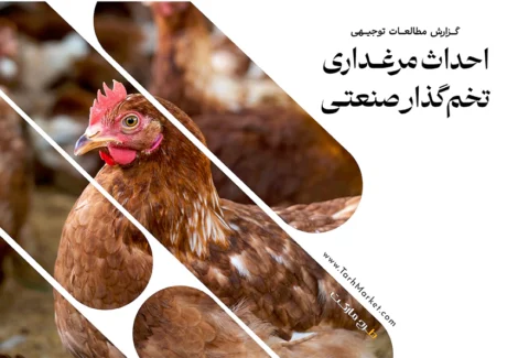 طرح توجیهی احداث مرغداری تخم‌گذار صنعتی