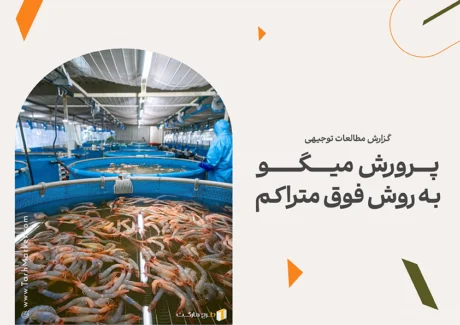 طرح توجیهی پرورش میگو به روش فوق متراکم