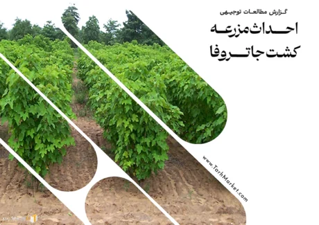 طرح توجیهی احداث مزرعه کشت جاتروفا